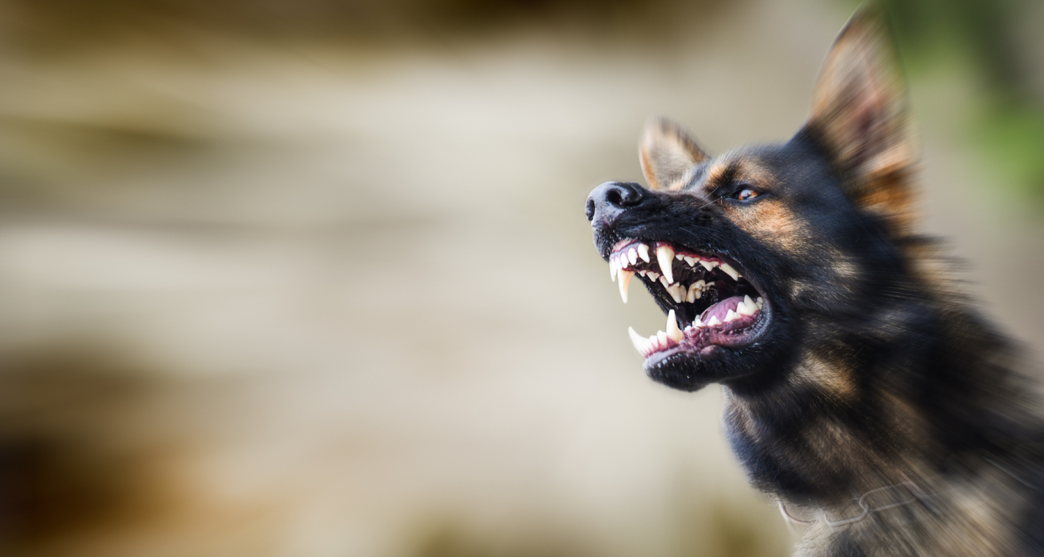 German Sheperd dog about to attack and cause serious dog bite injuries